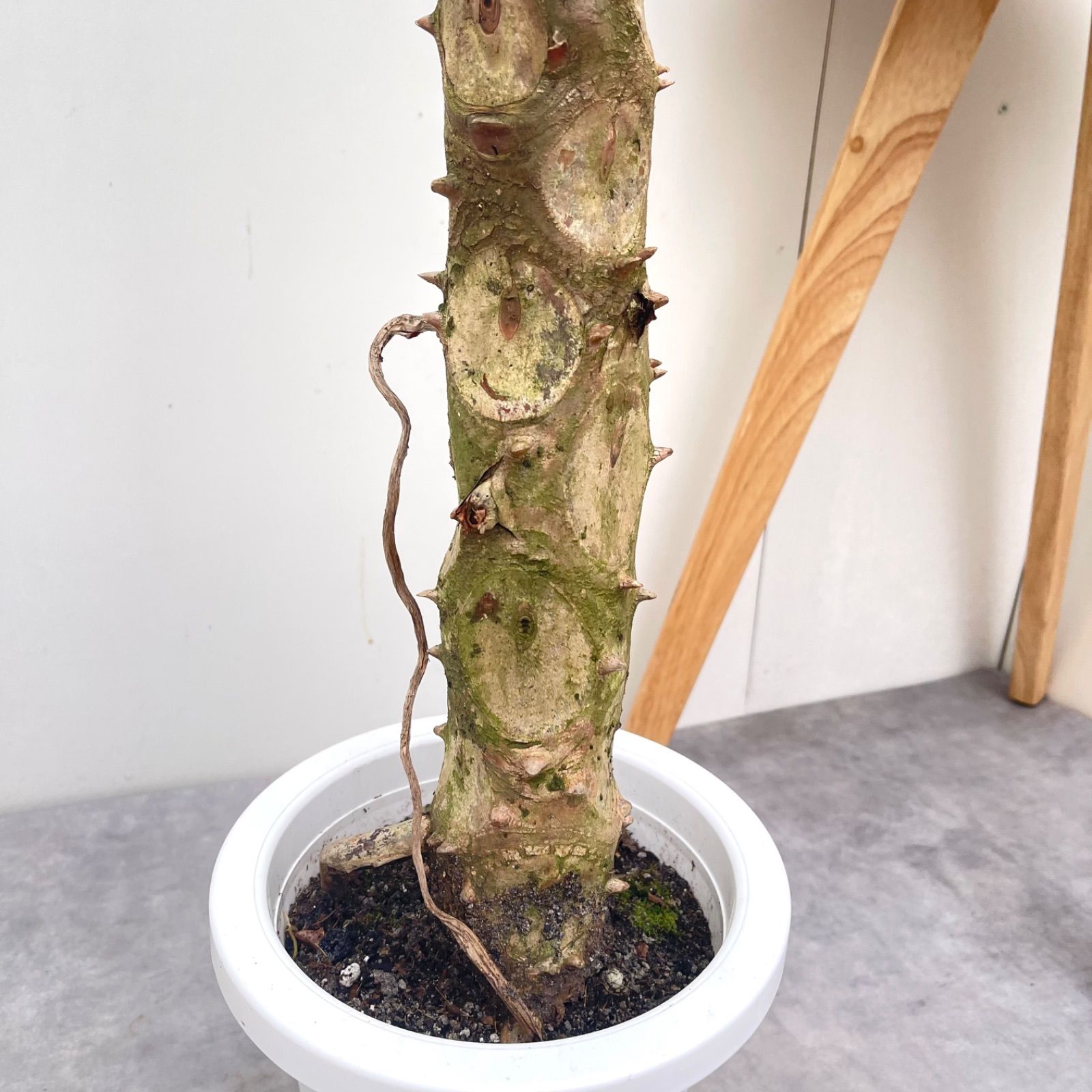フィロデンドロン セローム 幹上がり 1【現品】観葉植物 室内 大型