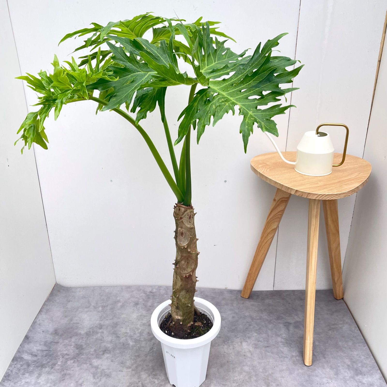 フィロデンドロン セローム 幹上がり 1【現品】観葉植物 室内 大型 