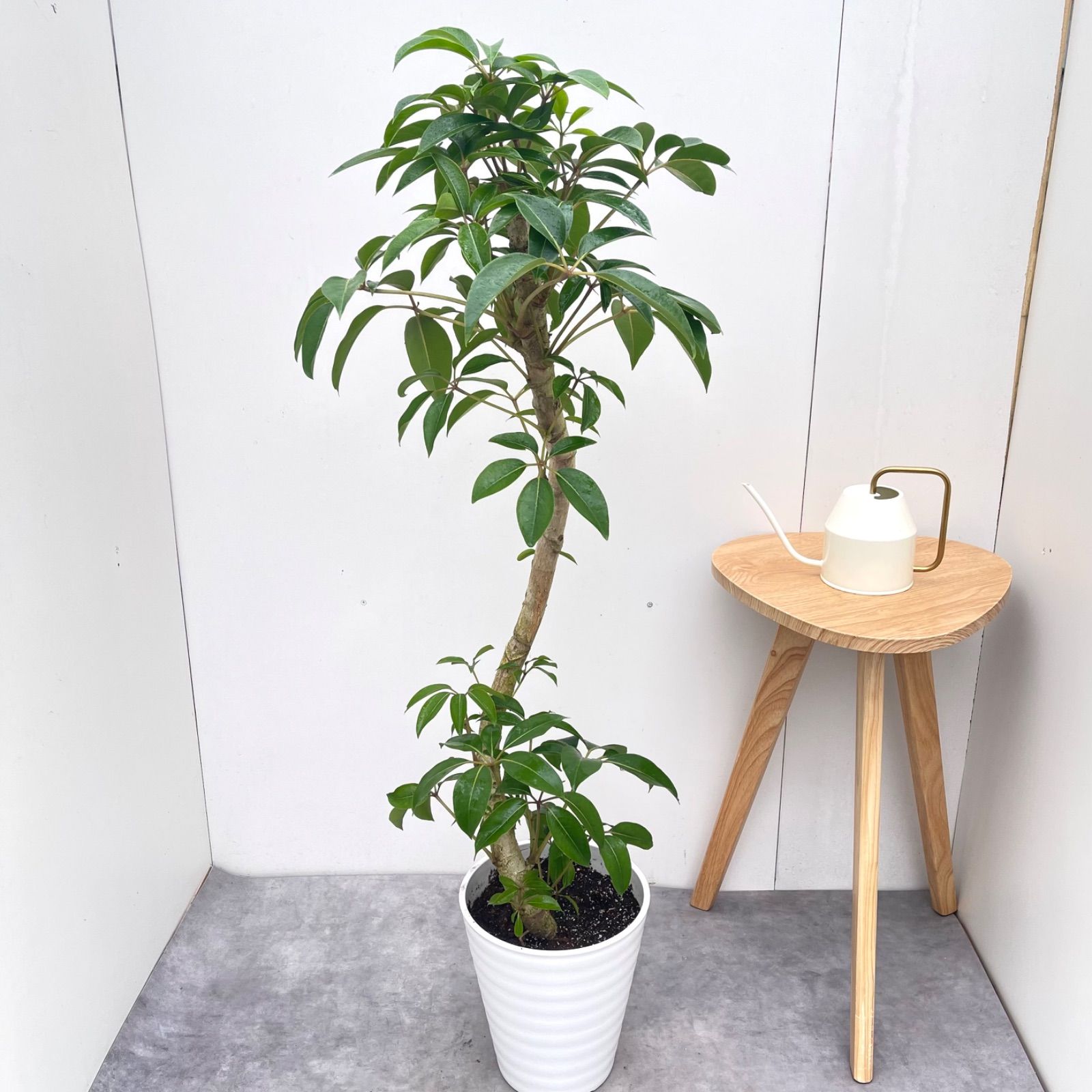※売約済※ツピタンサス　シェフレラ　ピュックレリ　10【現品】観葉植物　室内　大型