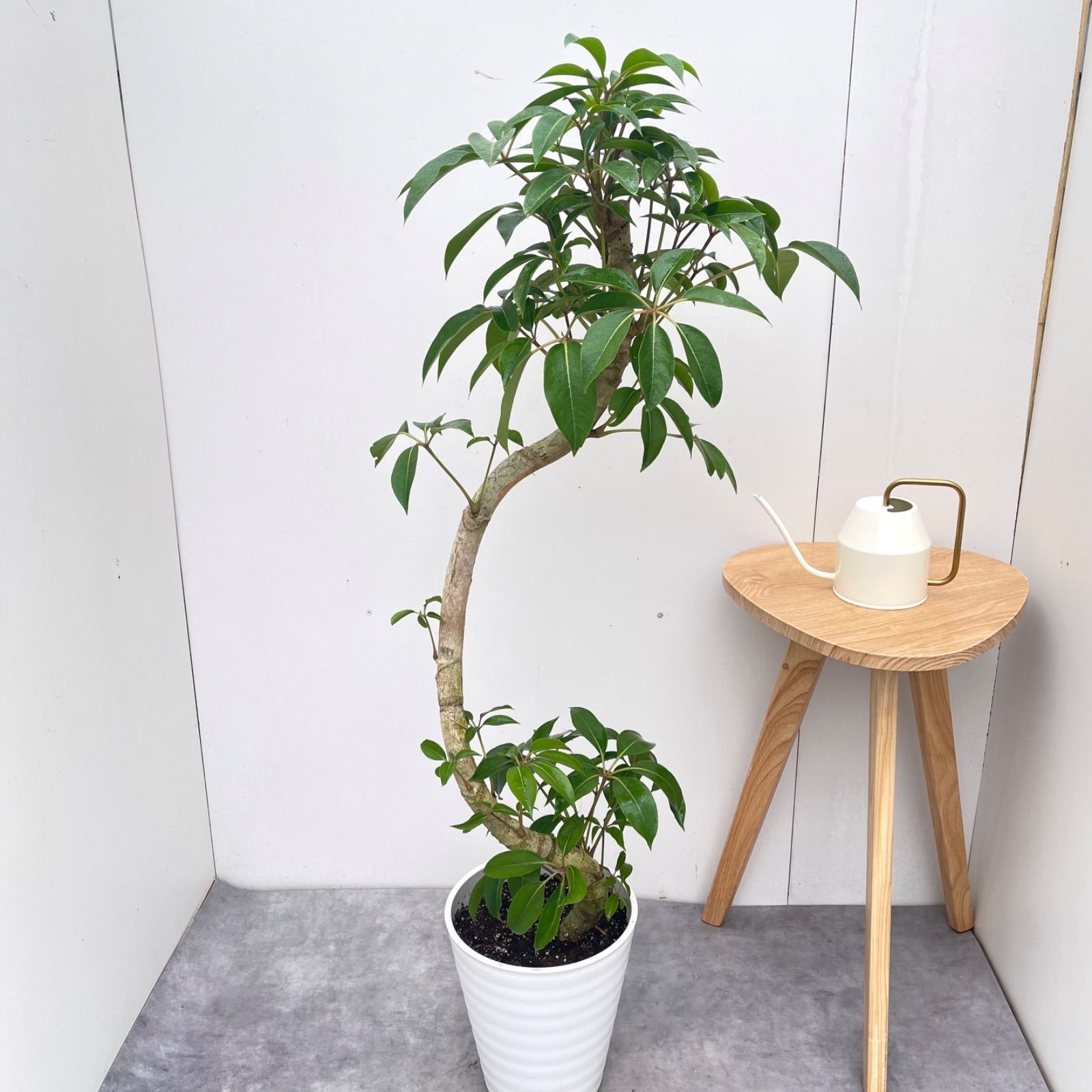 ※売約済※ツピタンサス　シェフレラ　ピュックレリ　10【現品】観葉植物　室内　大型