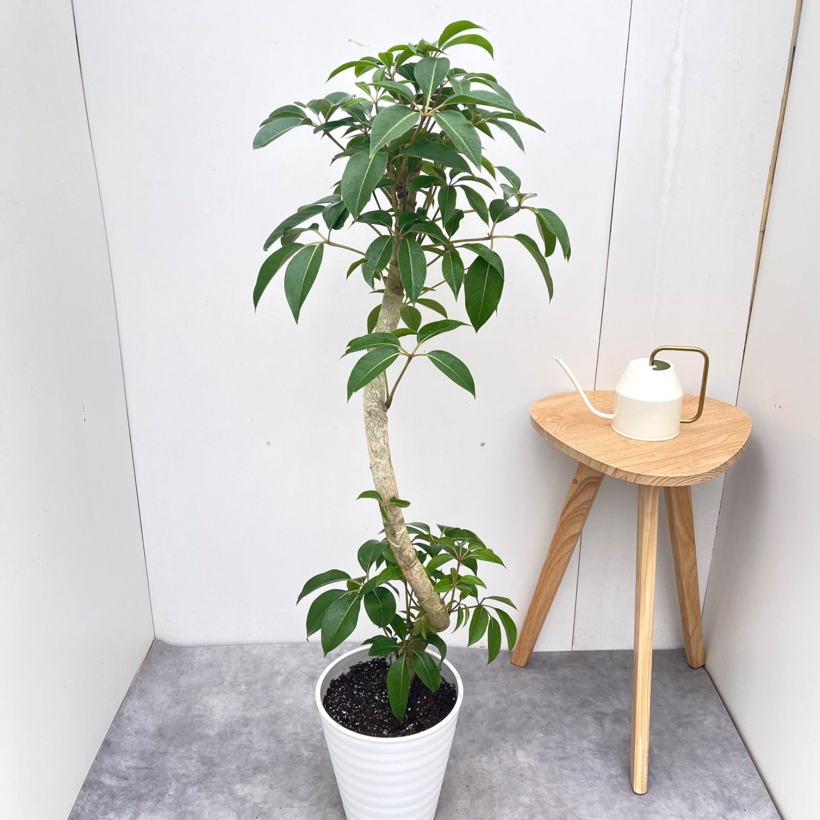 ※売約済※ツピタンサス　シェフレラ　ピュックレリ　10【現品】観葉植物　室内　大型