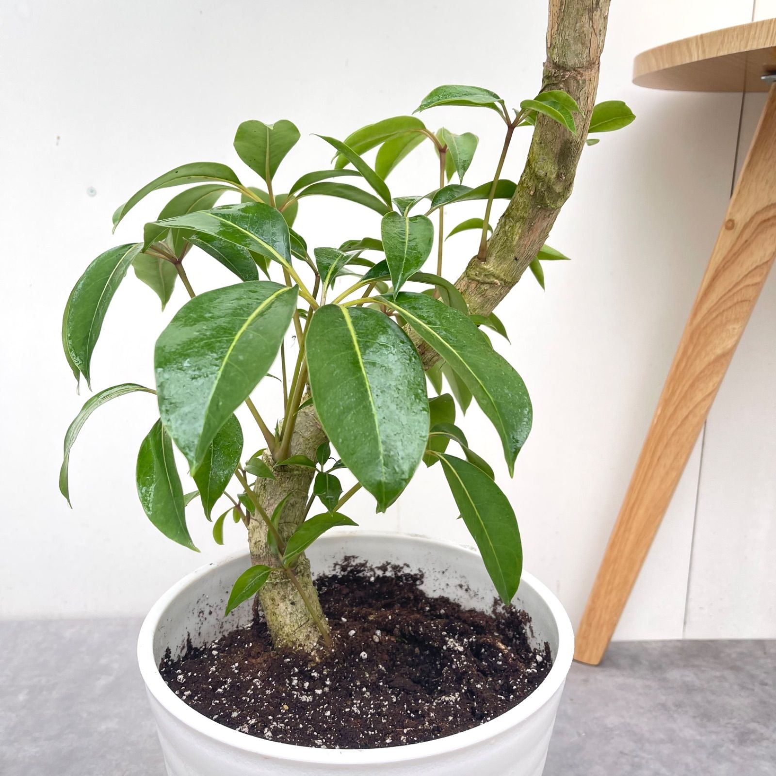 ※売約済※ツピタンサス　シェフレラ　ピュックレリ　10【現品】観葉植物　室内　大型