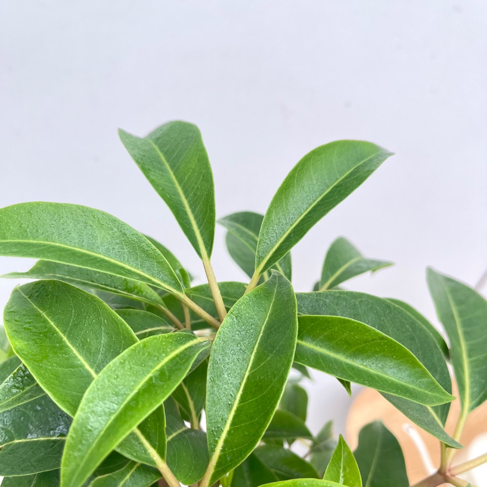 ※売約済※ツピタンサス　シェフレラ　ピュックレリ　10【現品】観葉植物　室内　大型
