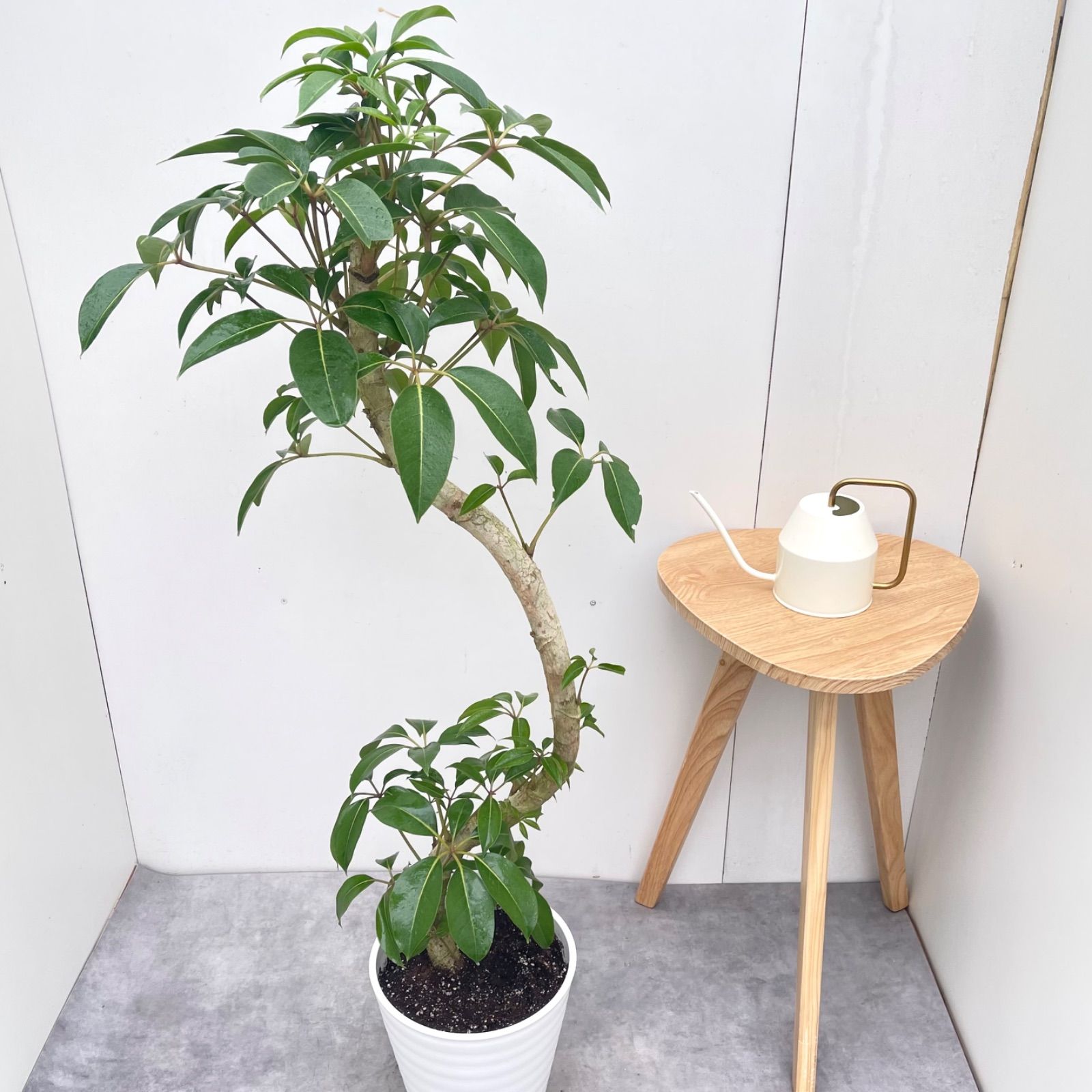 ※売約済※ツピタンサス　シェフレラ　ピュックレリ　10【現品】観葉植物　室内　大型