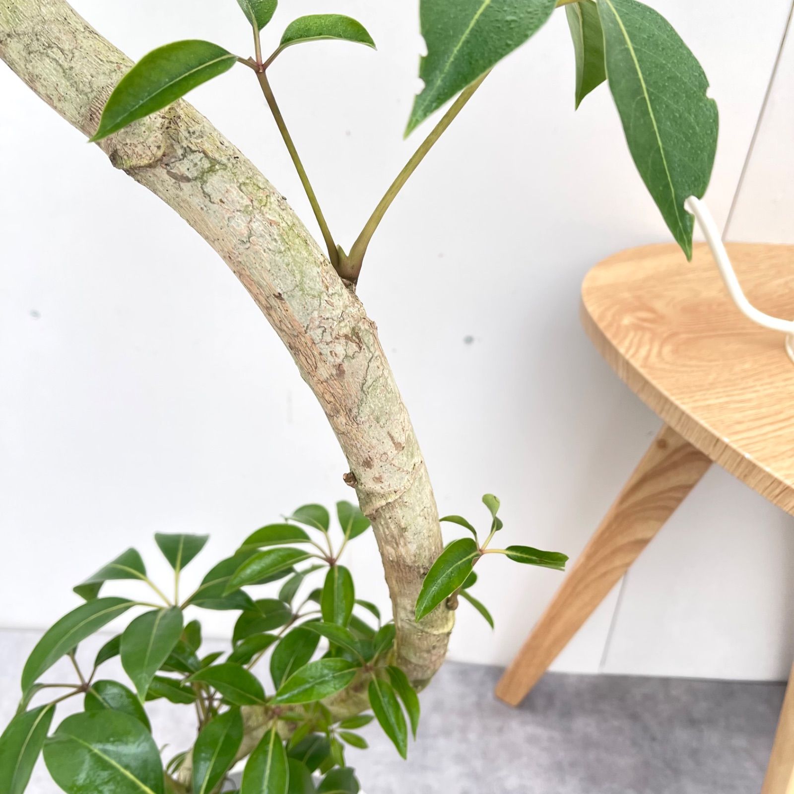 ※売約済※ツピタンサス　シェフレラ　ピュックレリ　10【現品】観葉植物　室内　大型