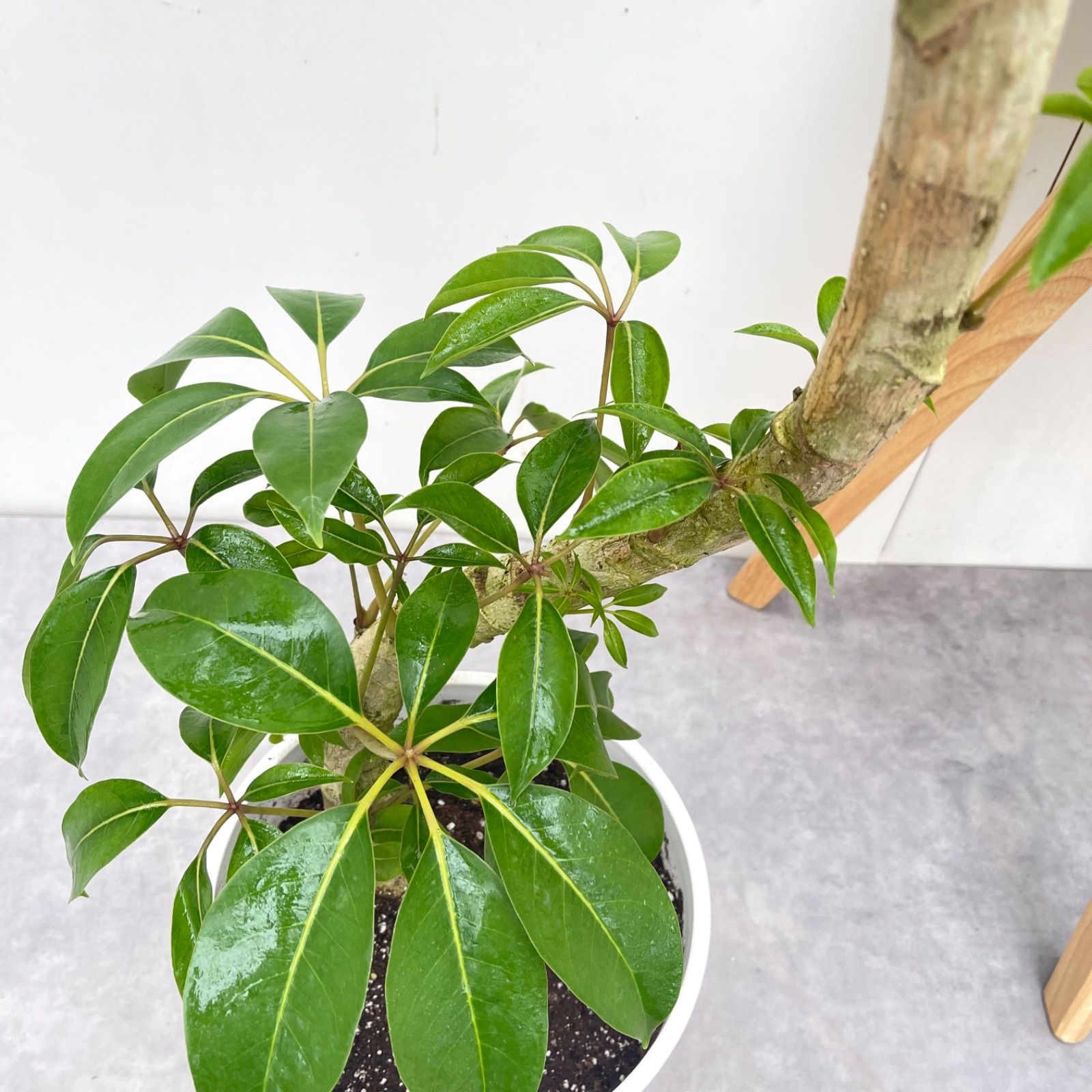 ※売約済※ツピタンサス　シェフレラ　ピュックレリ　10【現品】観葉植物　室内　大型