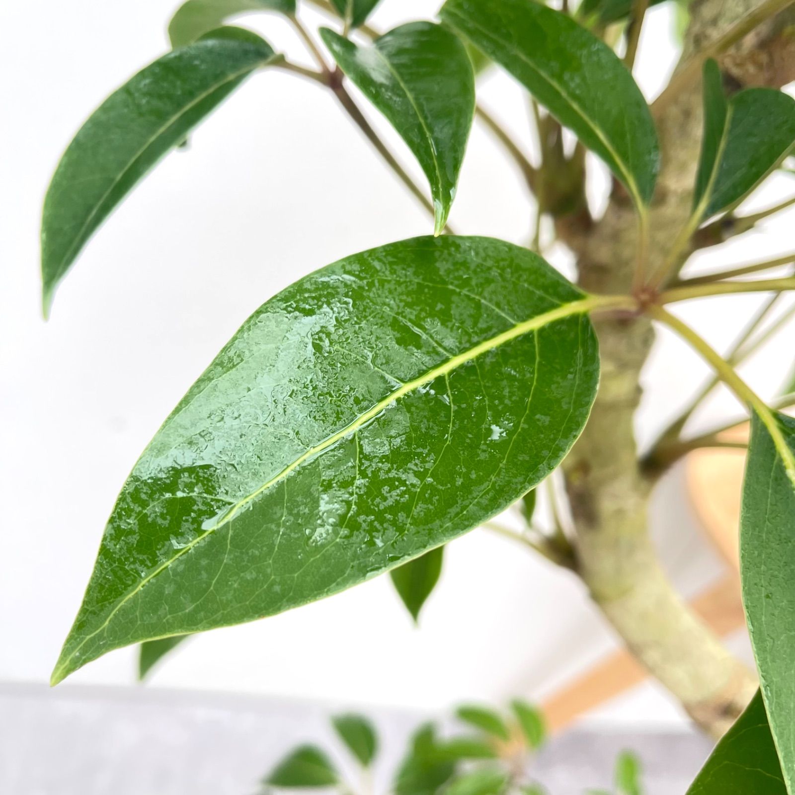 ※売約済※ツピタンサス　シェフレラ　ピュックレリ　10【現品】観葉植物　室内　大型