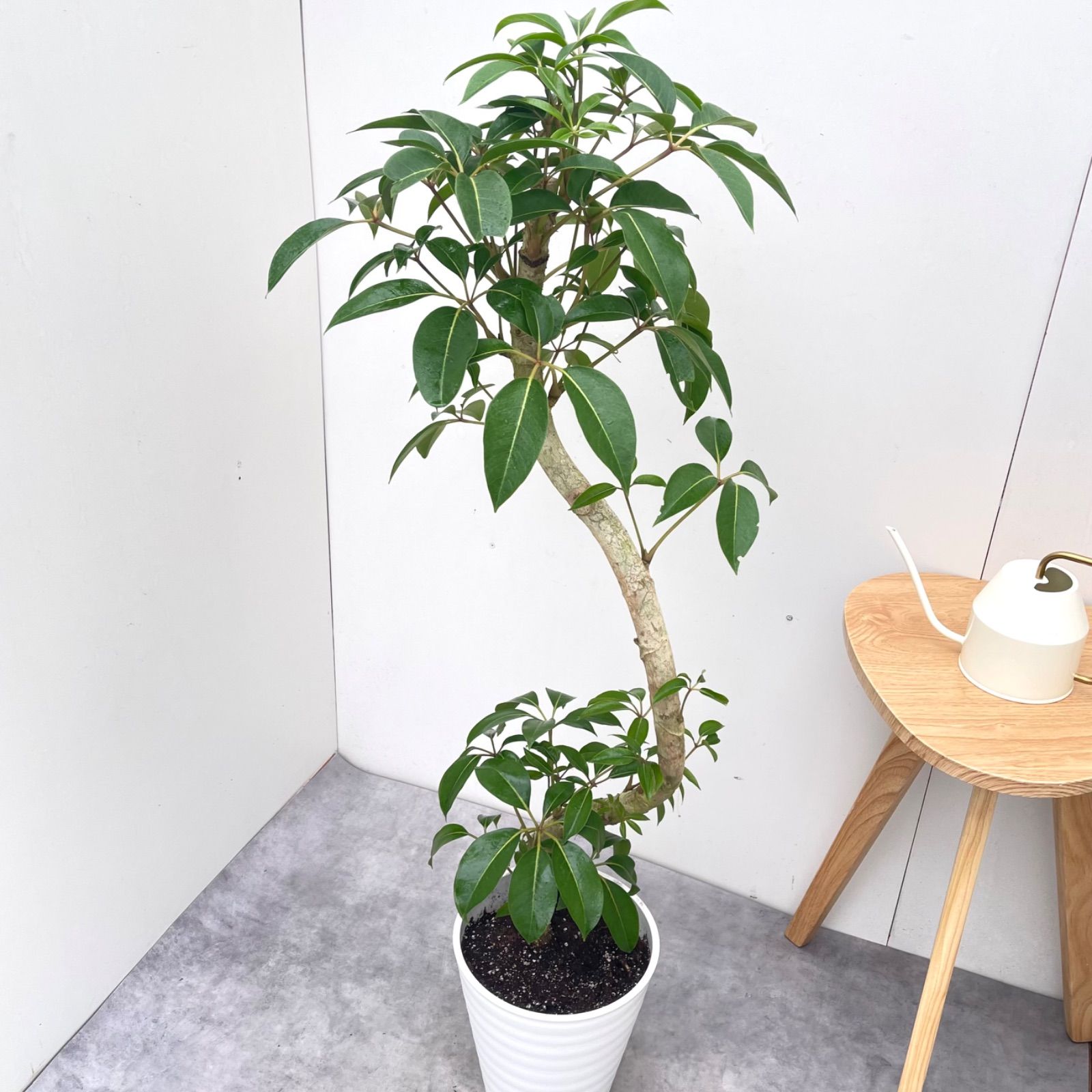 ※売約済※ツピタンサス　シェフレラ　ピュックレリ　10【現品】観葉植物　室内　大型