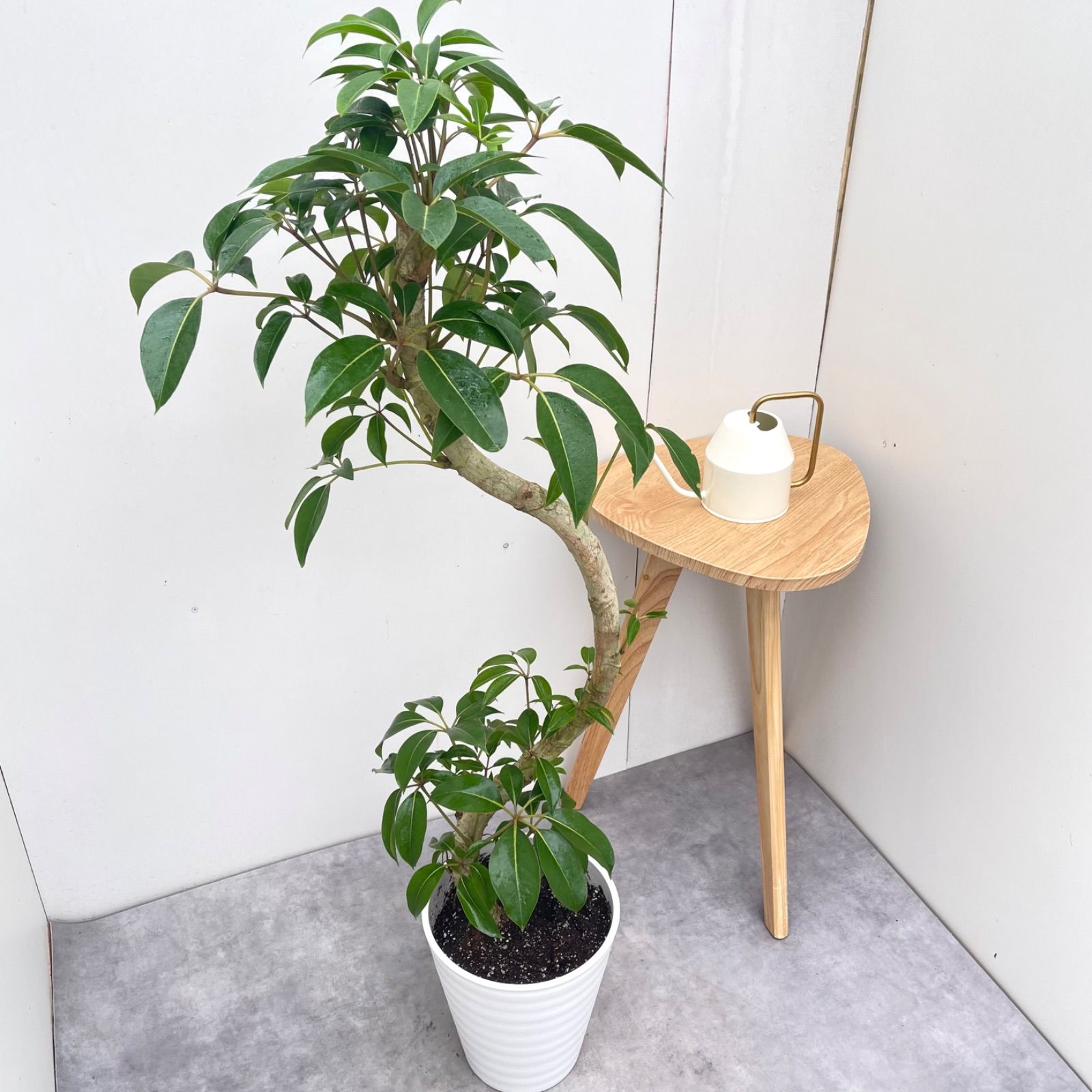 ※売約済※ツピタンサス　シェフレラ　ピュックレリ　10【現品】観葉植物　室内　大型