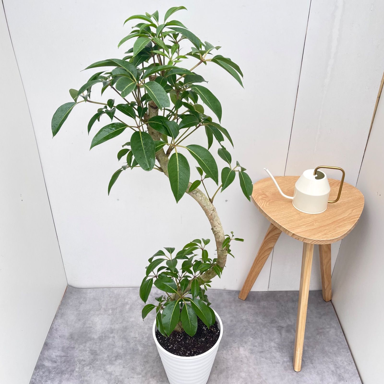 ※売約済※ツピタンサス　シェフレラ　ピュックレリ　10【現品】観葉植物　室内　大型
