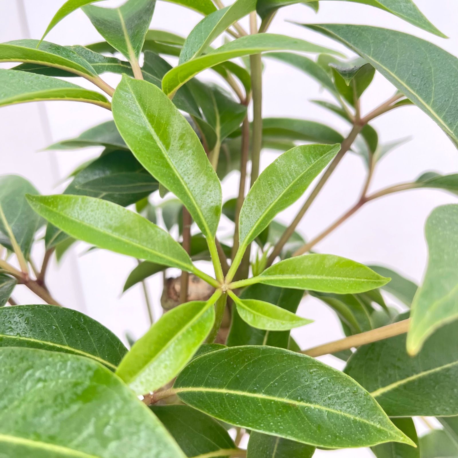 ※売約済※ツピタンサス　シェフレラ　ピュックレリ　10【現品】観葉植物　室内　大型