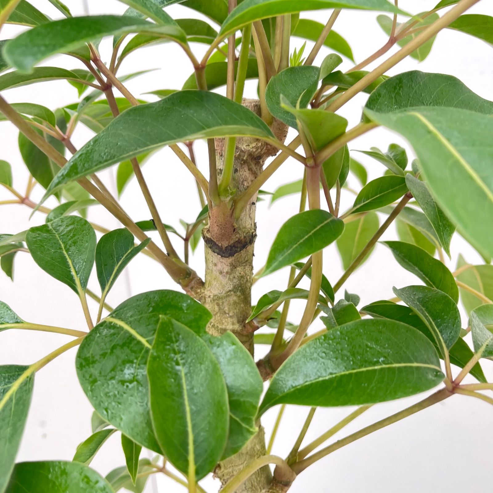 ※売約済※ツピタンサス　シェフレラ　ピュックレリ　10【現品】観葉植物　室内　大型