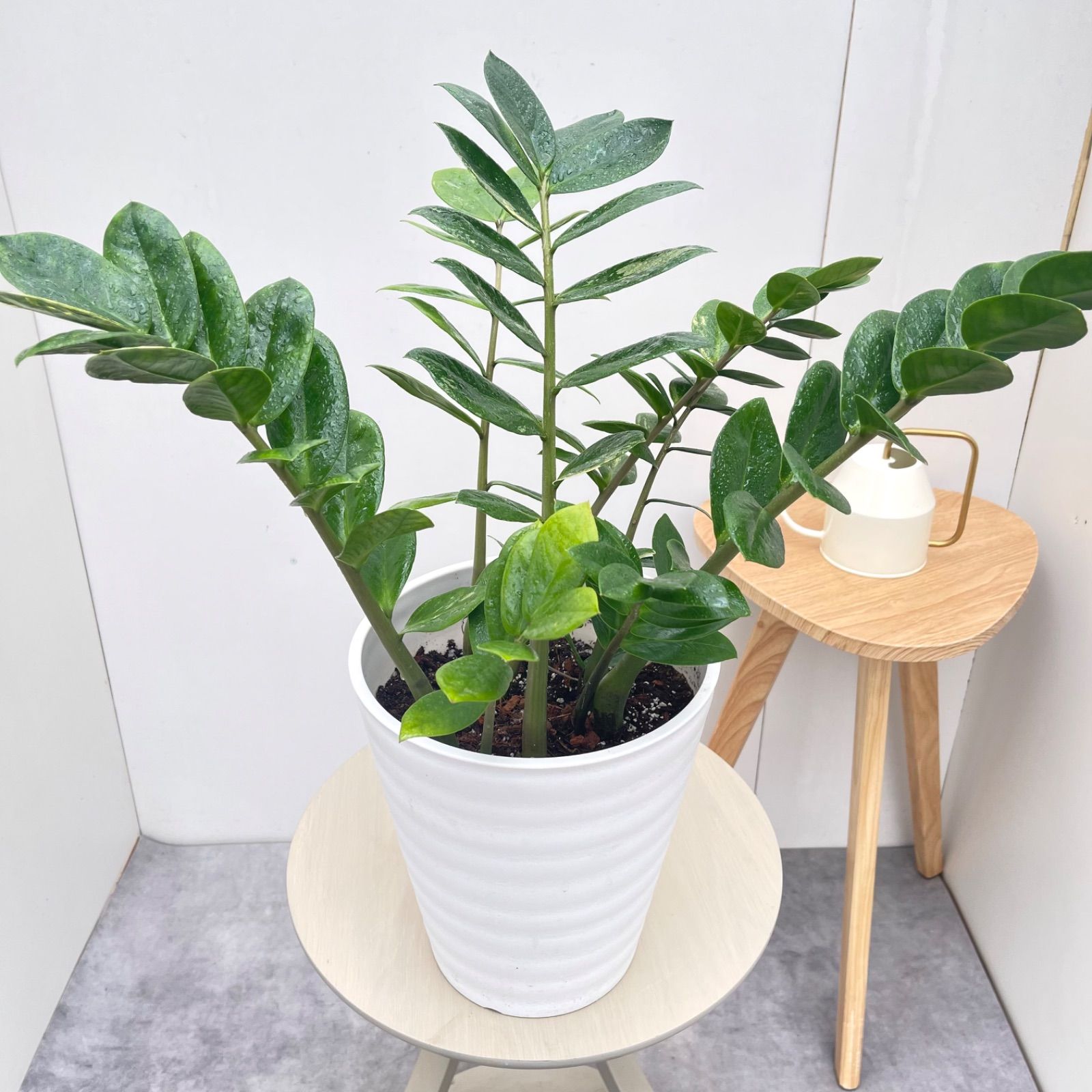 ザミオクルカス　斑入り　22【現品】☆希少☆  観葉植物　室内　大型 ザミオクルカス 斑入り 22【現品】☆希少☆ 観葉植物 室内 大型 - メルカリ