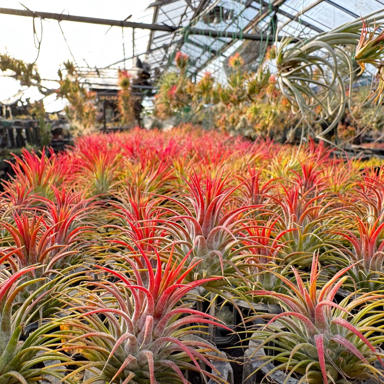 現品＊ ネコポス匿名＊ チランジア ペイラノイ Tillandsia peirano