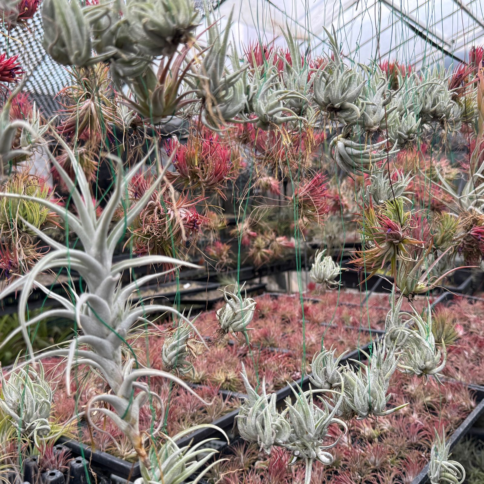 現品＊ ネコポス匿名＊ チランジア ペイラノイ Tillandsia peirano