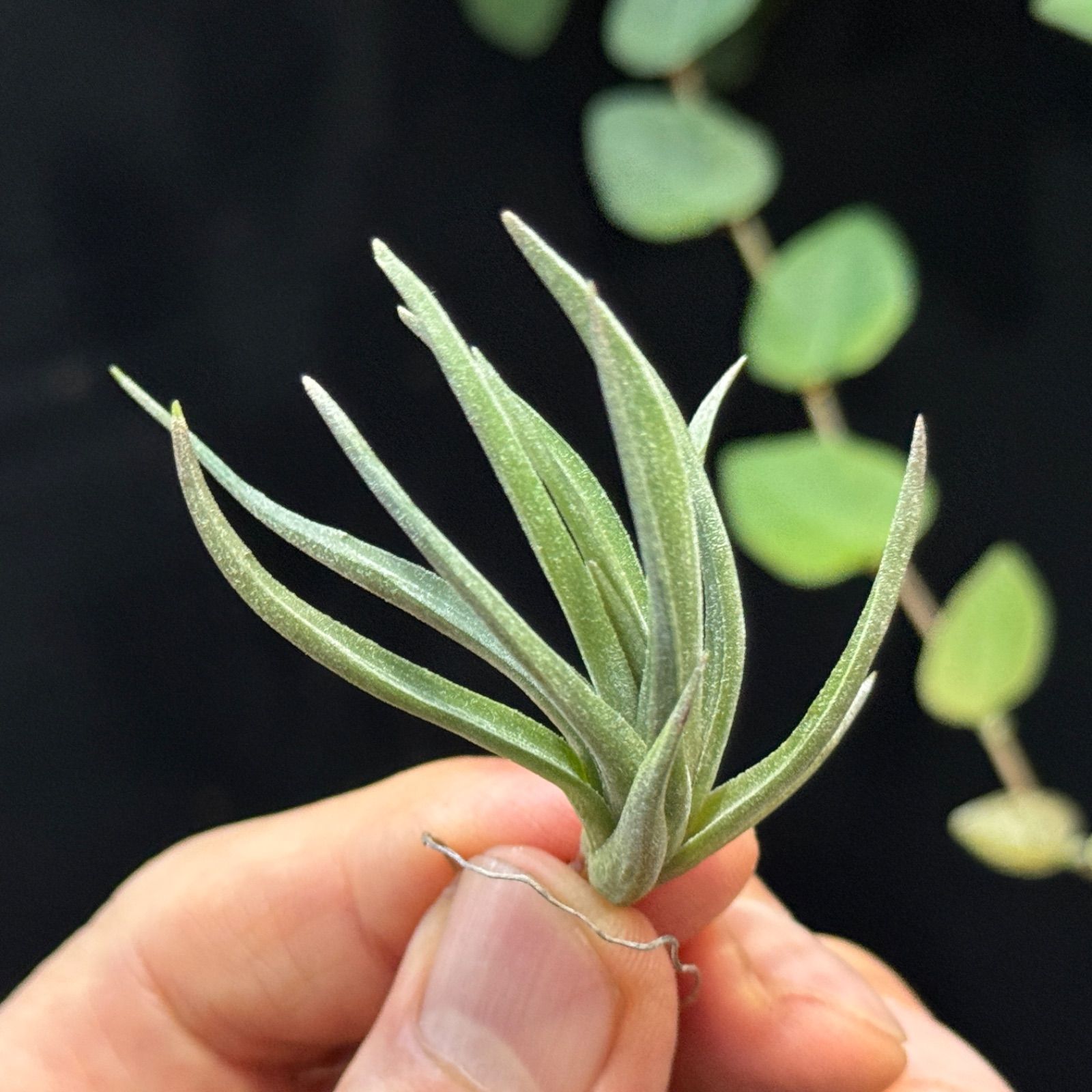 観葉植物 チランジア Tillandsia argentina アルゼンチナ
