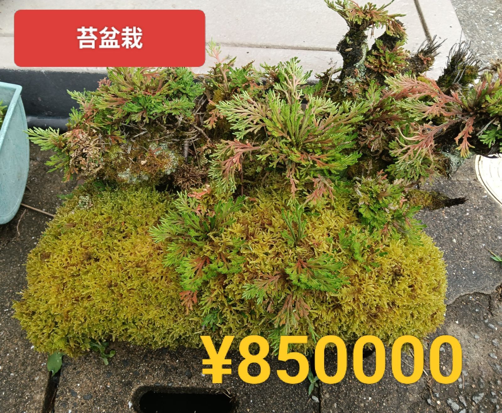 【苔盆栽】50×40 高さ35cm