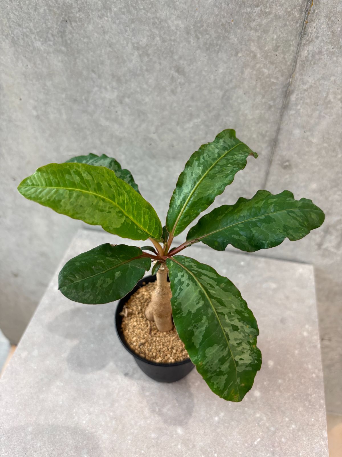 ユーフォルビア クレメルシー ① cremersii 斑入り