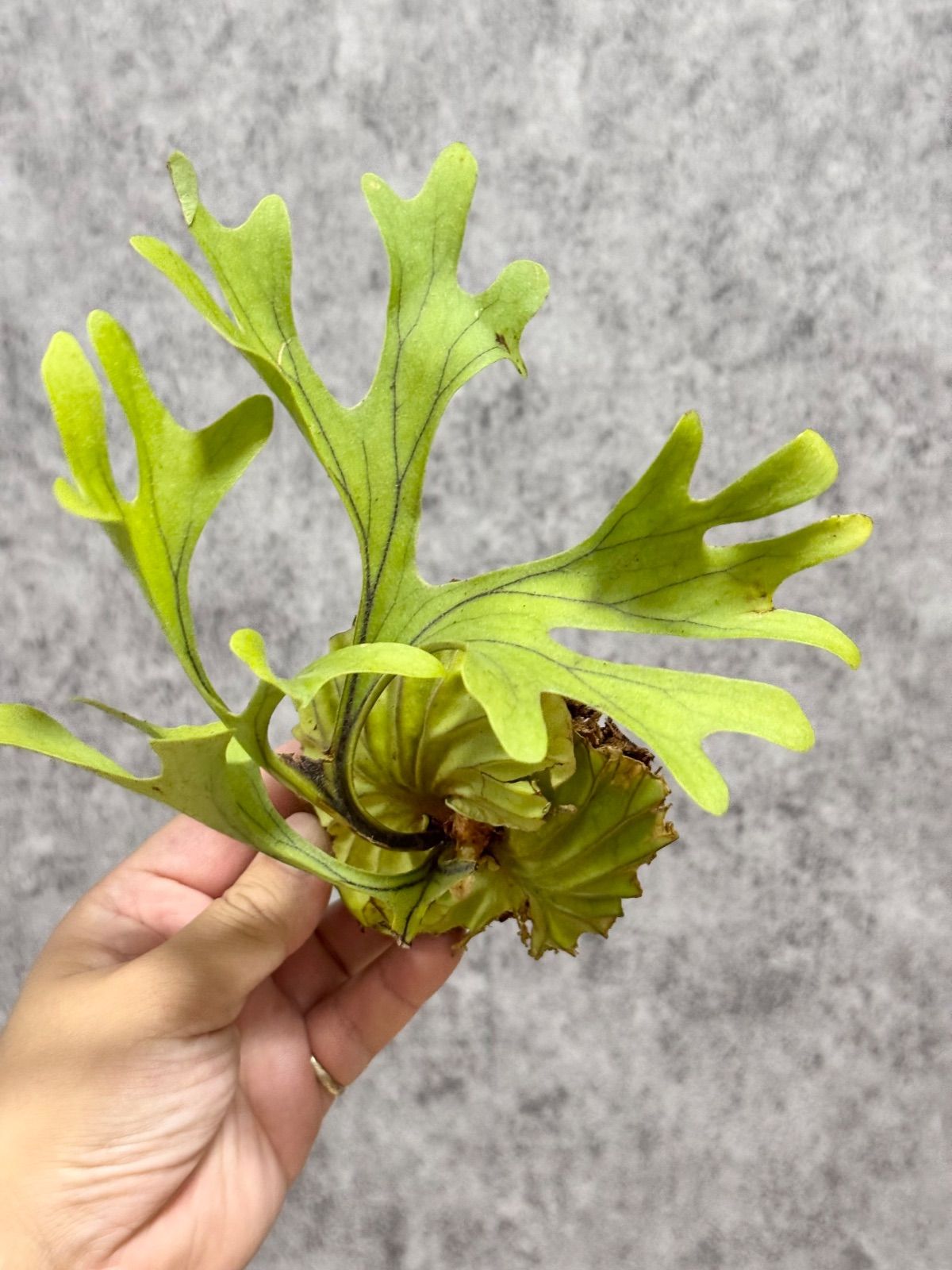 輸入直後!!【 Sサイズ】B33 ▽P.ridleyi Wild from Central Borneo