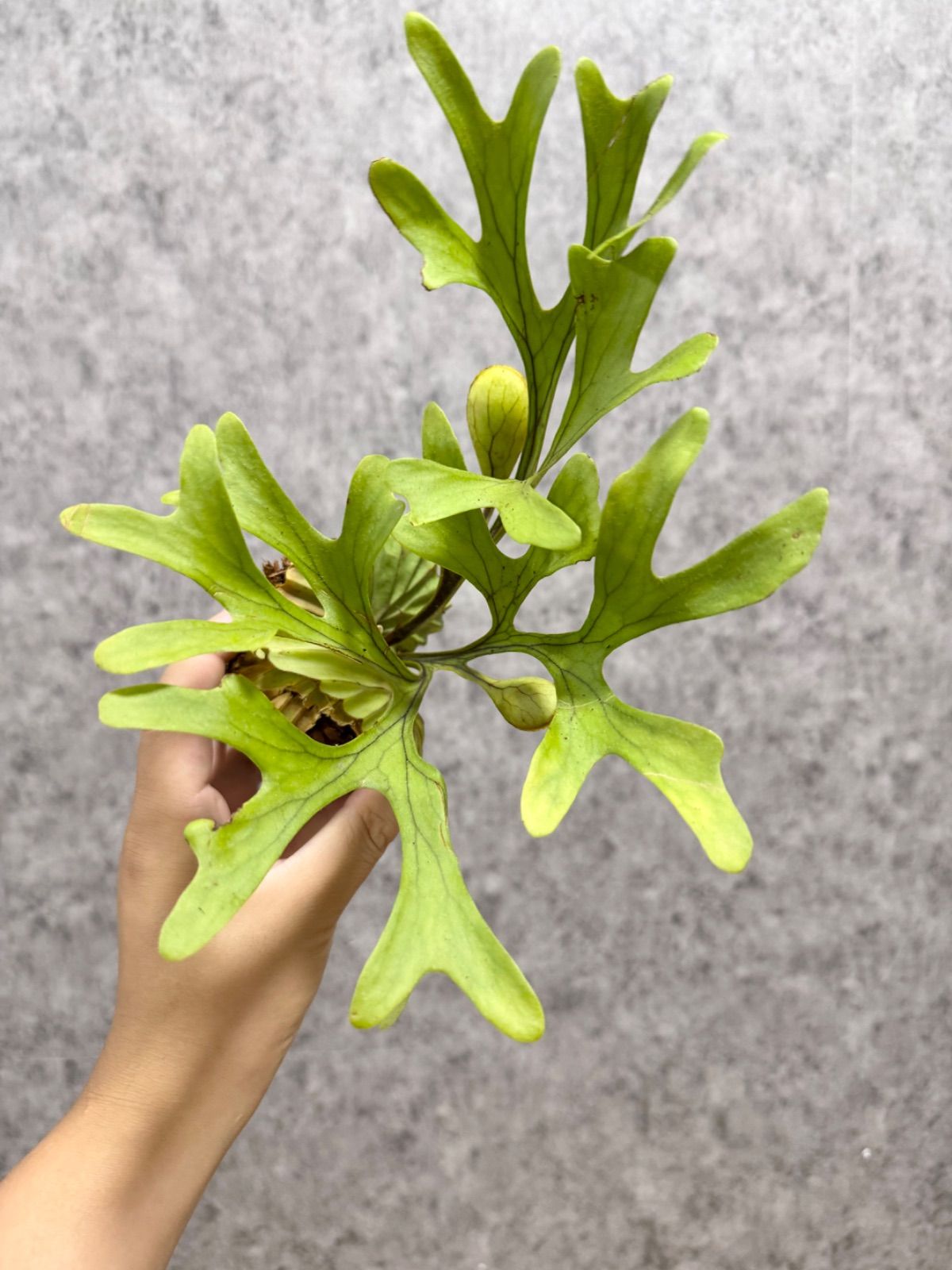 輸入直後!!【 Mサイズ】C28 ▽P.ridleyi Wild from Central Borneo