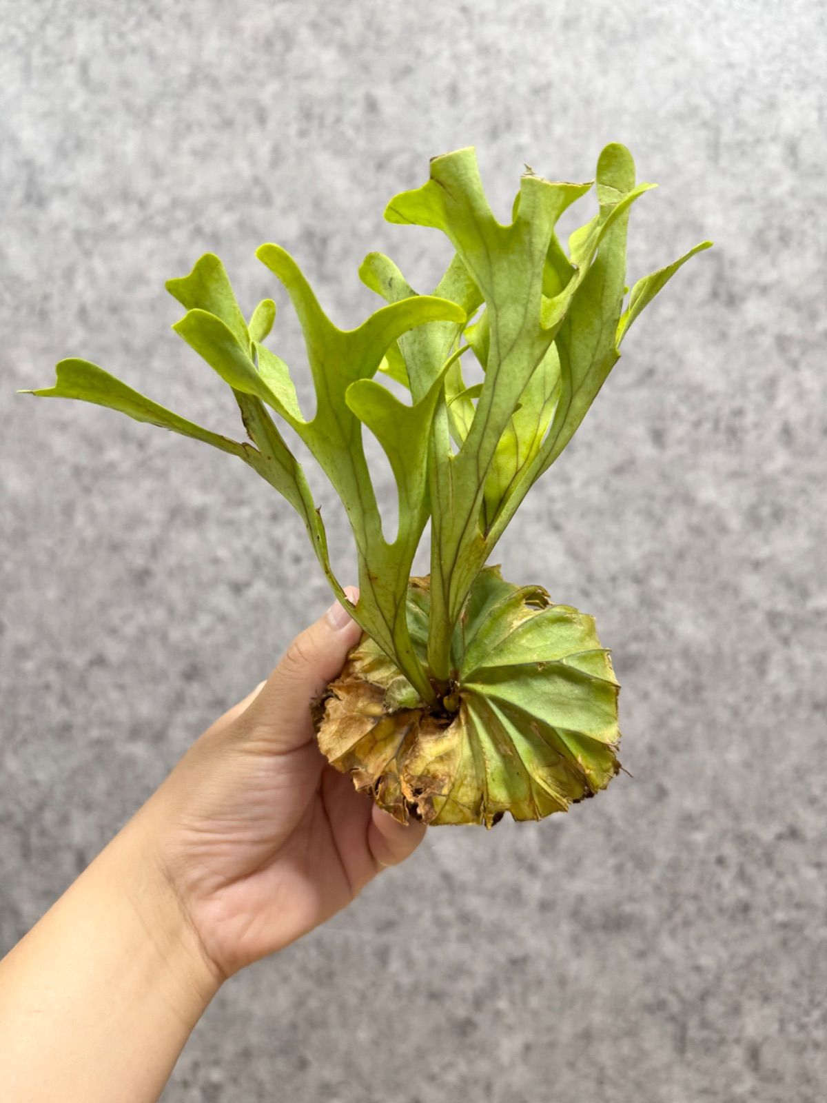 輸入直後!!【 Sサイズ】B8 ▽P.ridleyi Wild from Central Borneo