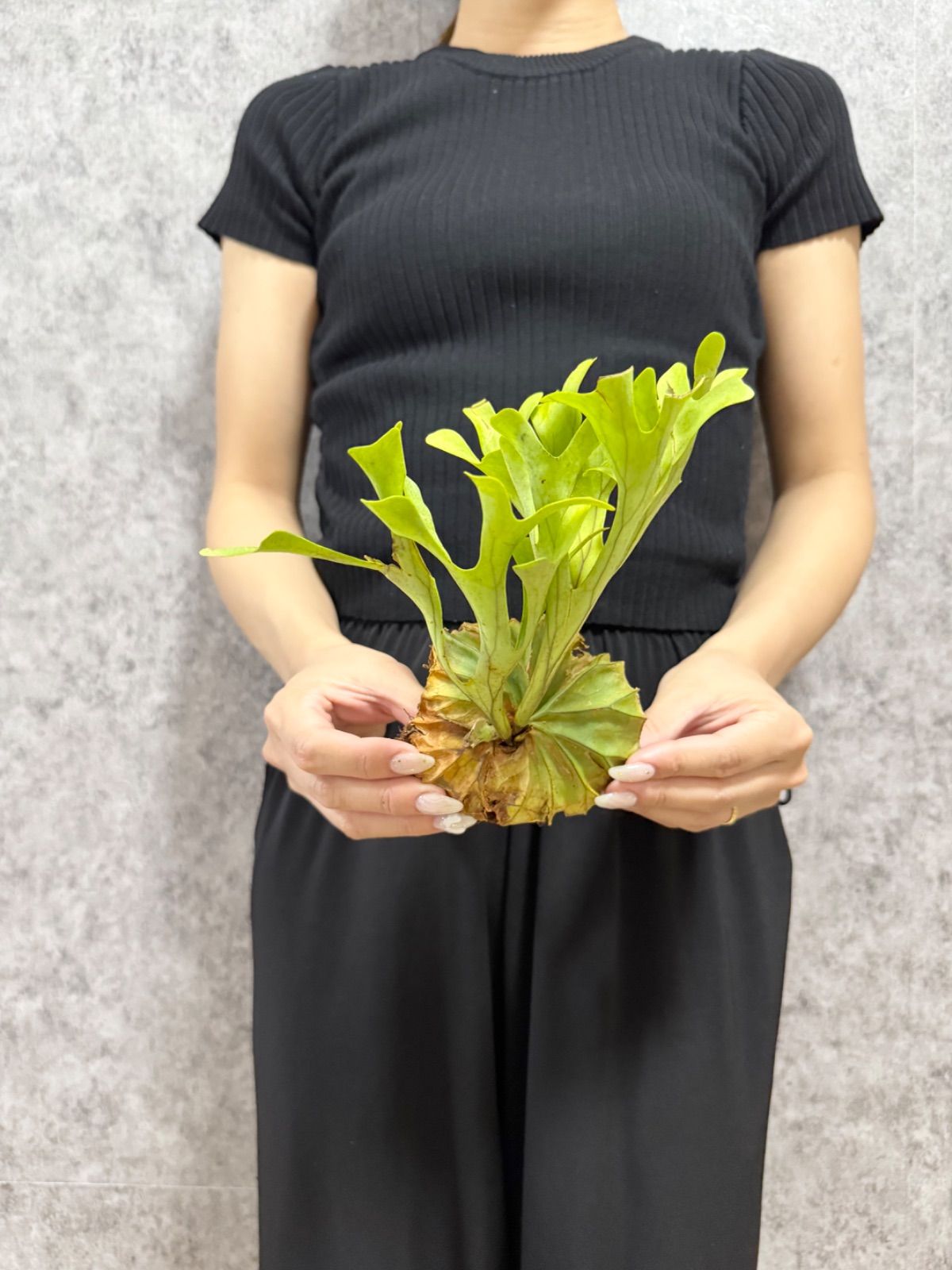 ビカクシダ P.ridleyi Borneo Wild 輸入直後!!【 Sサイズ】B8 ▽P.ridleyi Wild from Central Borneo