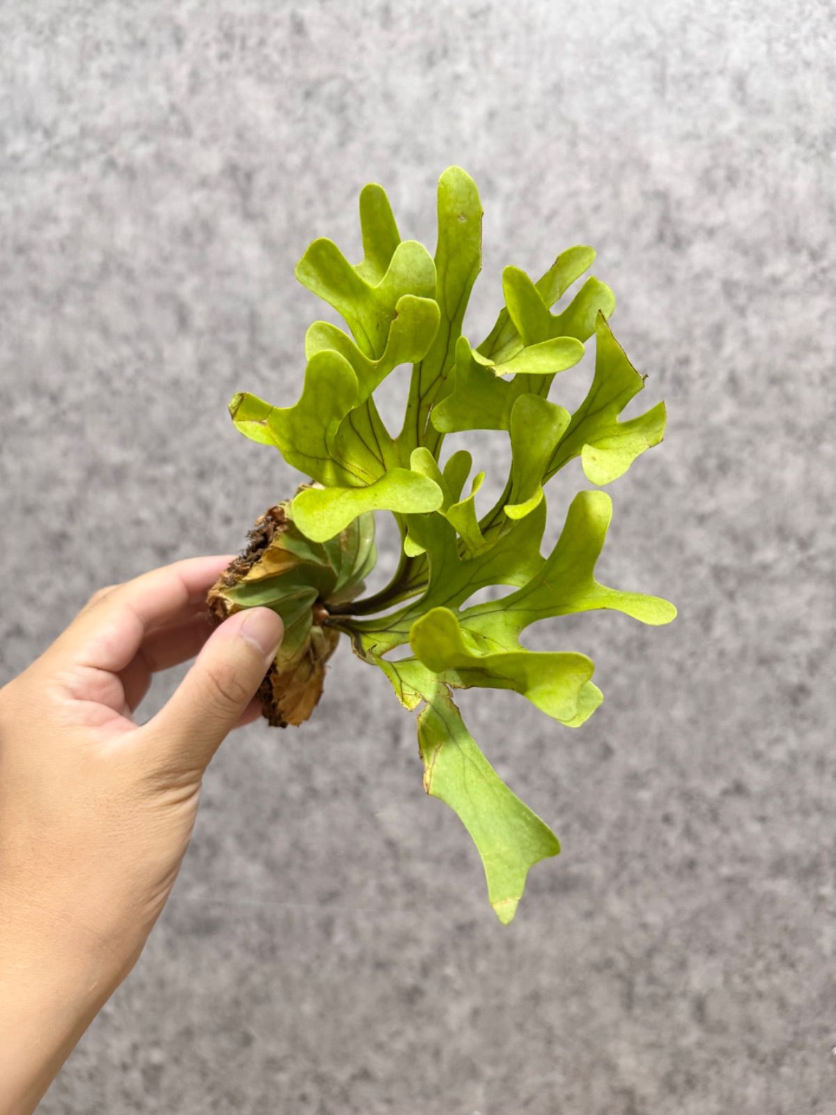 No.71 ビカクシダP.ridleyi Center Borneo Wild