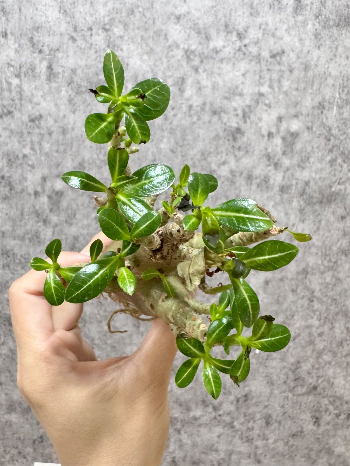 ▽Adenium arabicum super dwarf “Gotji” ▽ D16 アデニウム