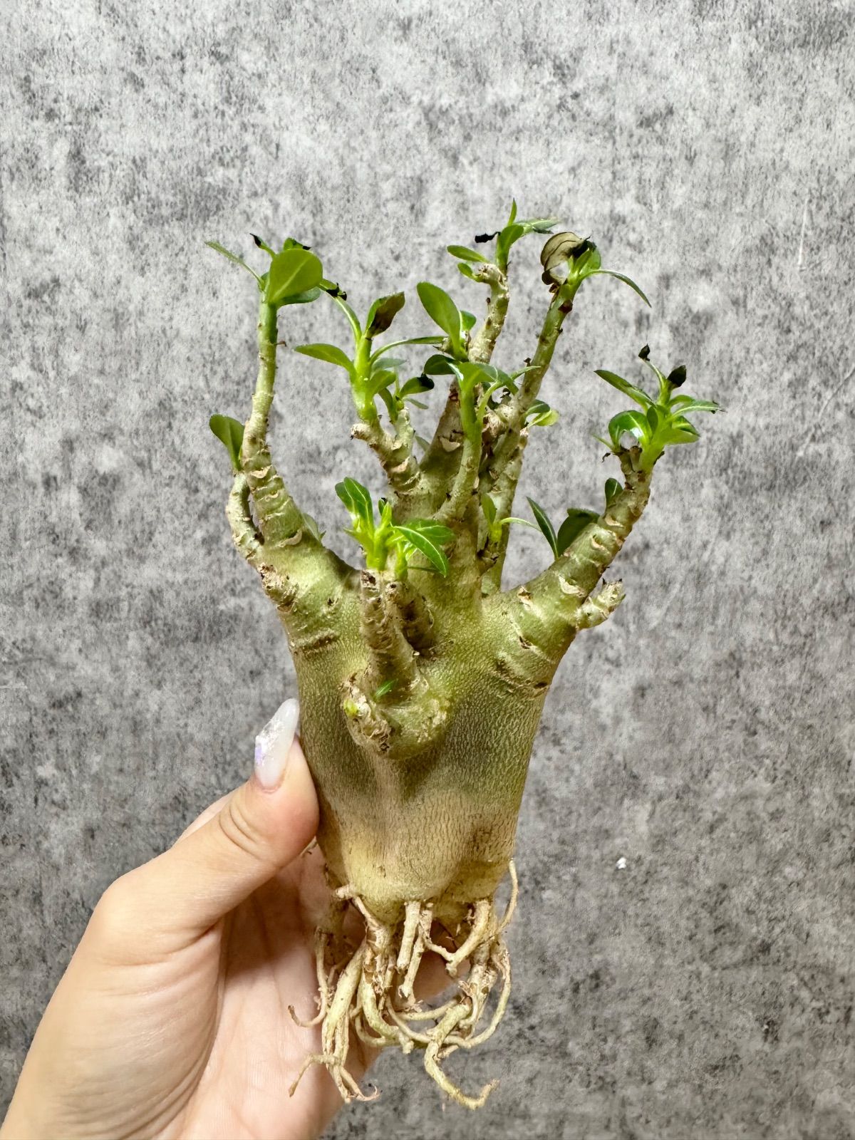 ▽Adenium arabicum super dwarf “Gotji” ▽ D16 アデニウム