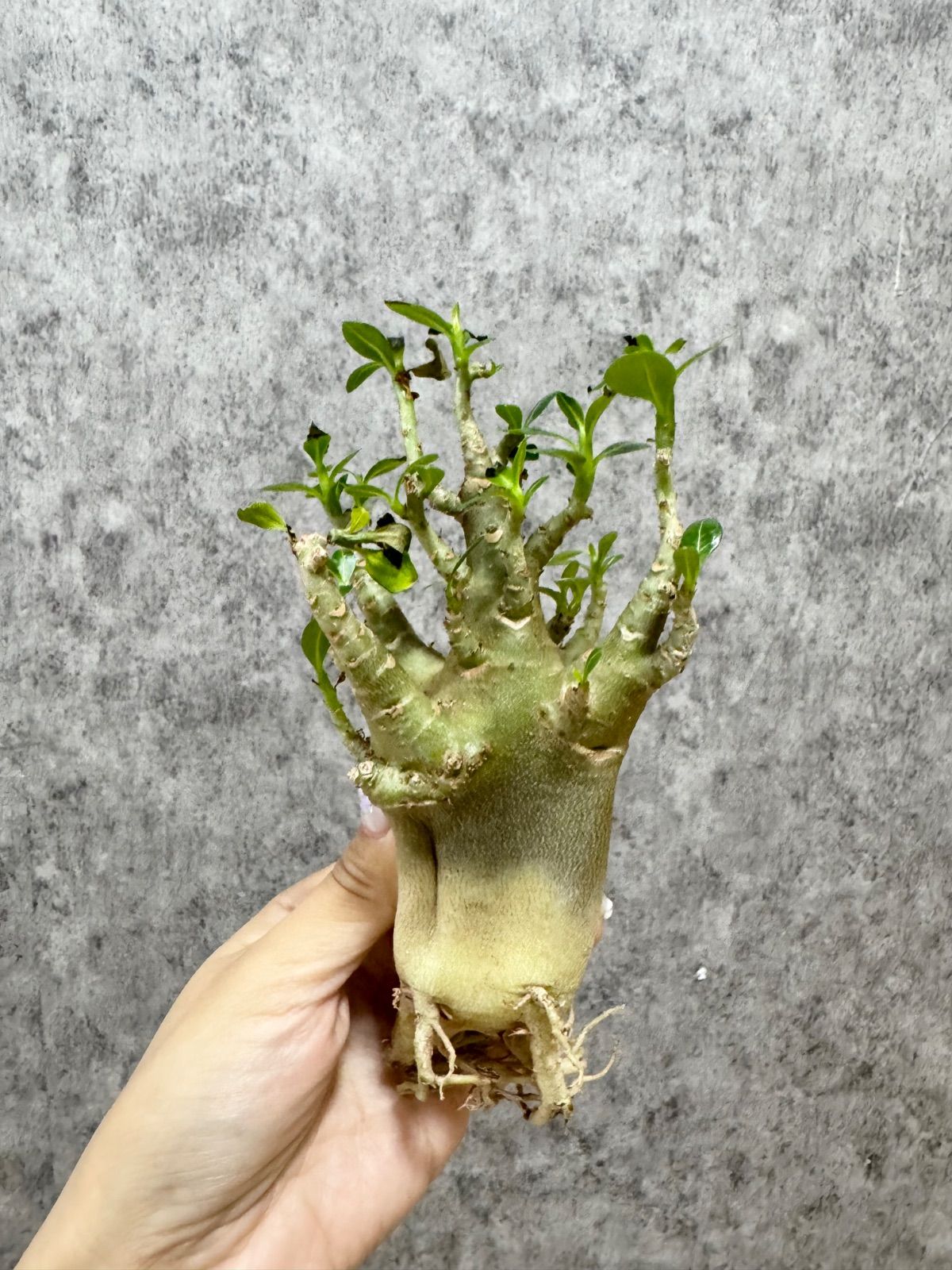 ▽Adenium arabicum super dwarf “Gotji” ▽ D16 アデニウム