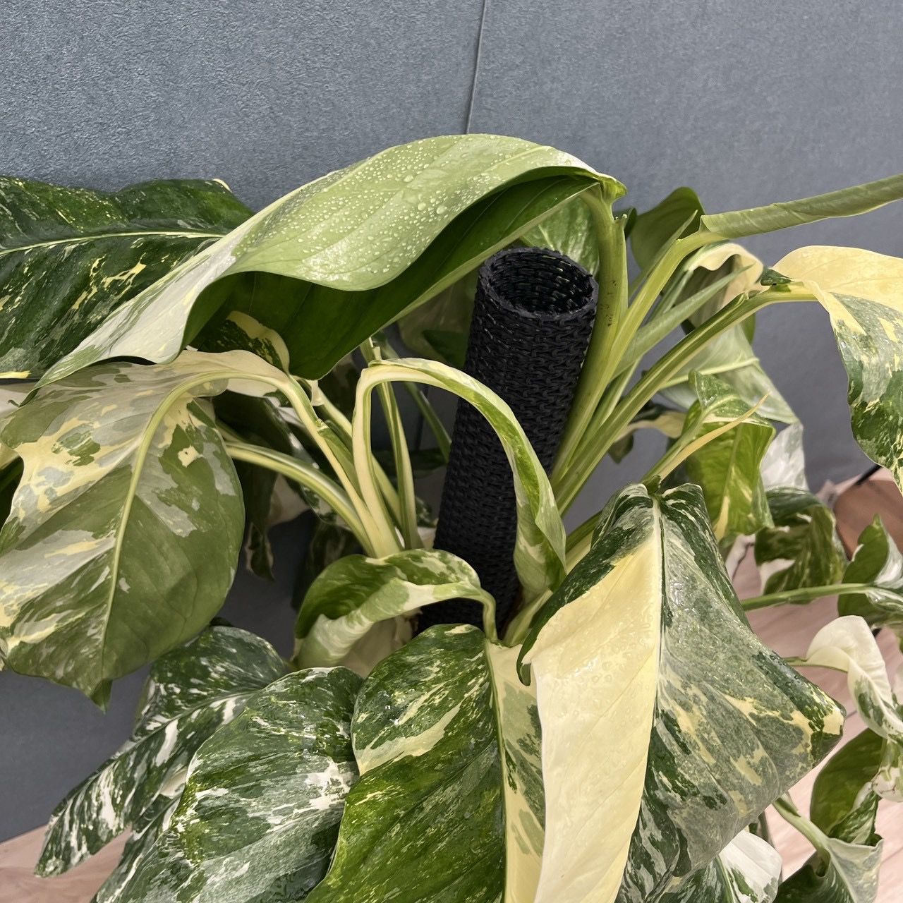 現品］【希少】21番 モンステラ レクレリアナ 斑入り 8号 観葉植物
