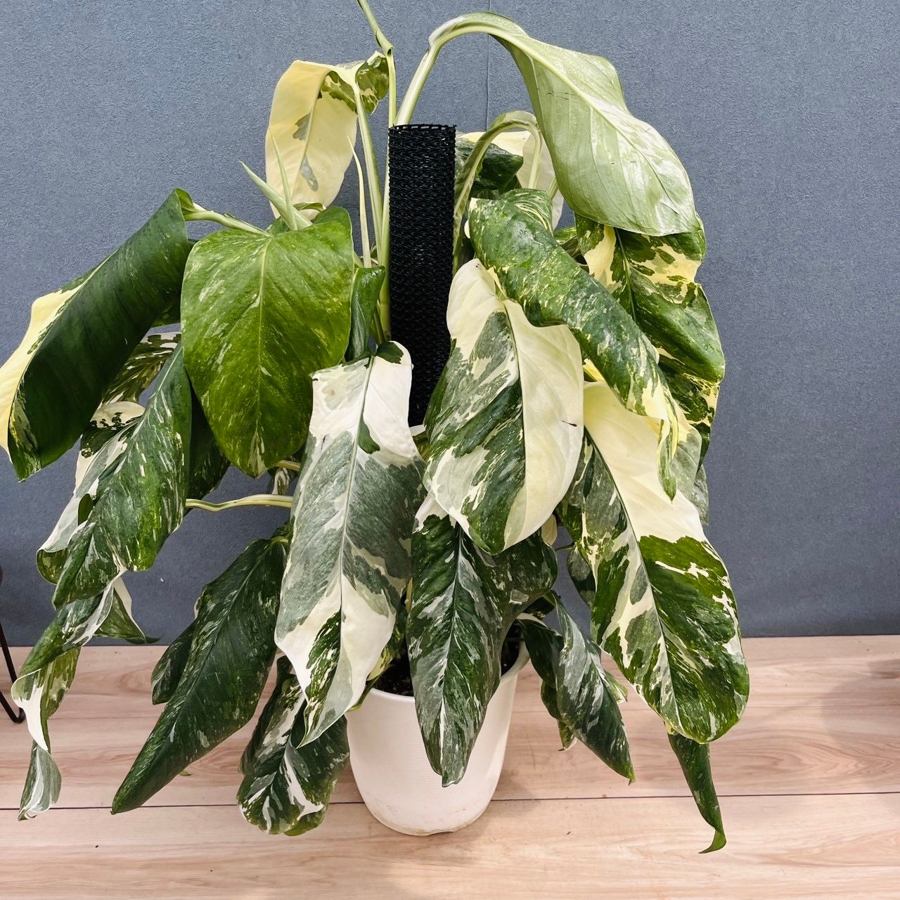 現品］【希少】21番 モンステラ レクレリアナ 斑入り 8号 観葉植物