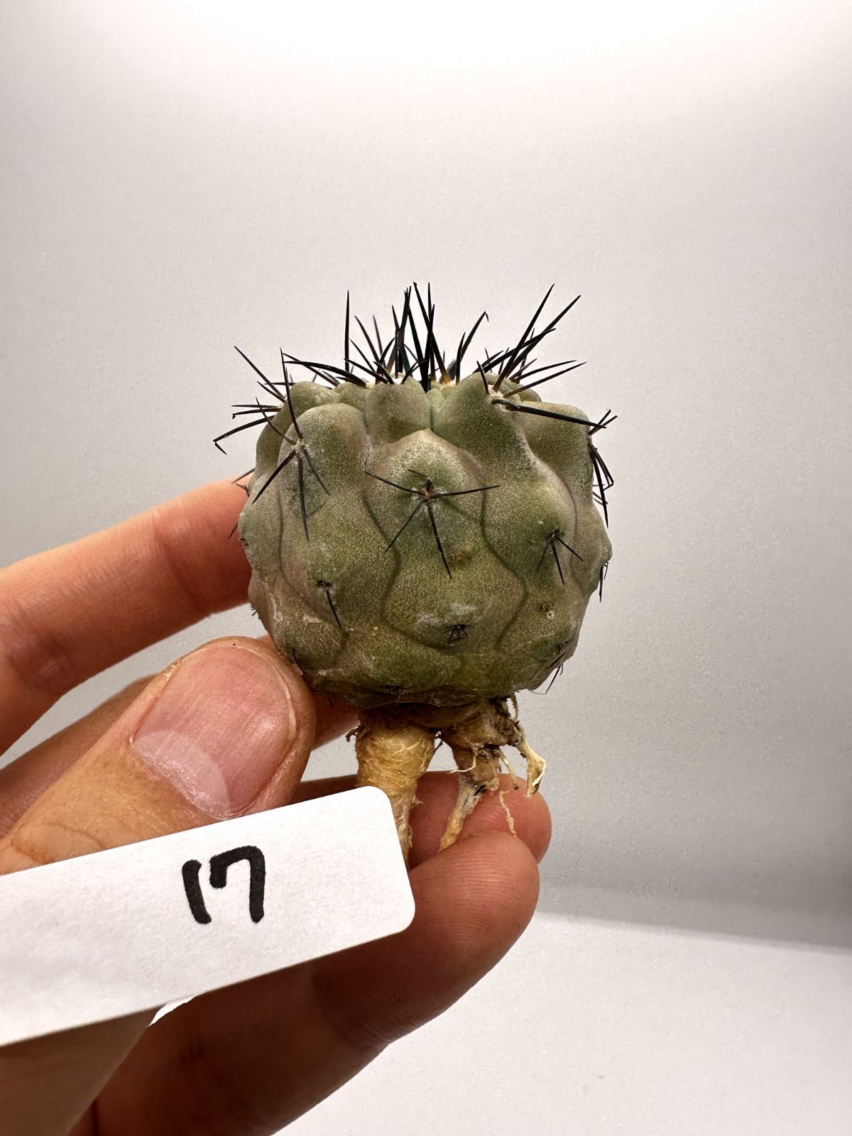 【現品限り】コピアポア・シネレア 黒王丸 抜き苗 実生 期間限定【H17】 Copiapoa cinerea