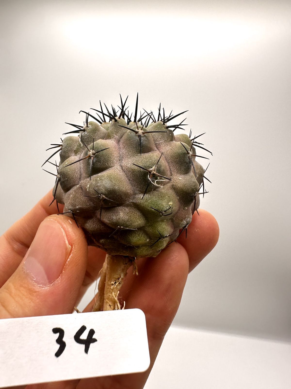 【現品限り】コピアポア・コルムナアルバ孤竜丸 抜き苗 実生【H34】 Copiapoa columna-alba