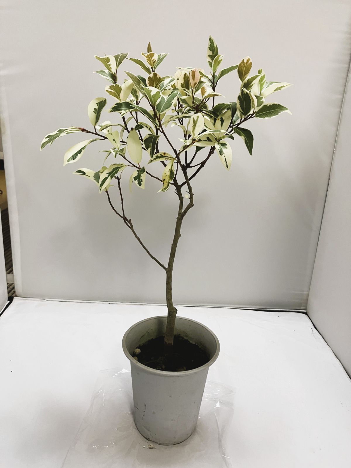 斑入りガジュマル 白斑個体 - メルカリ