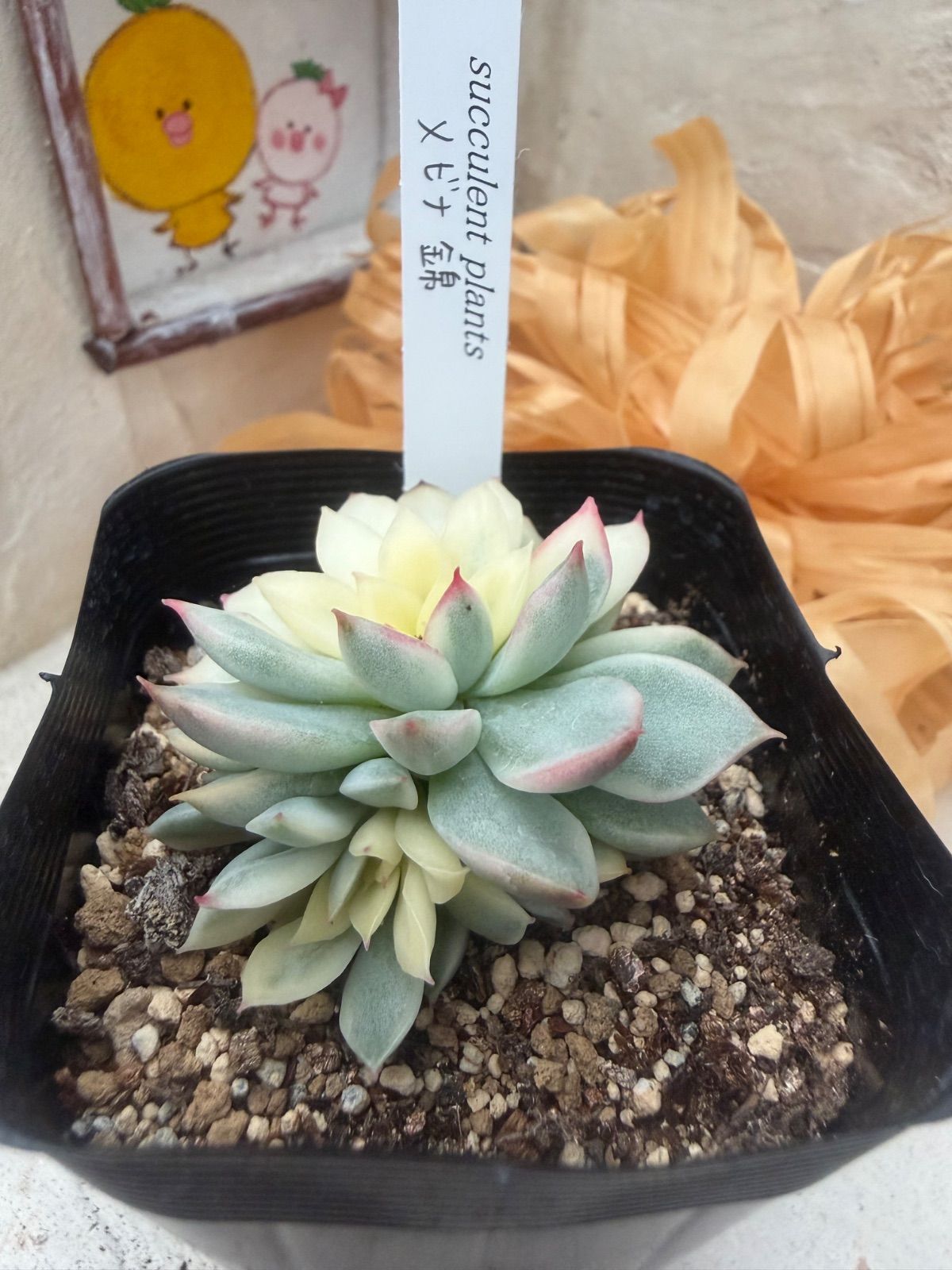 多肉植物🩷メビナ錦💛抜き苗 - メルカリ