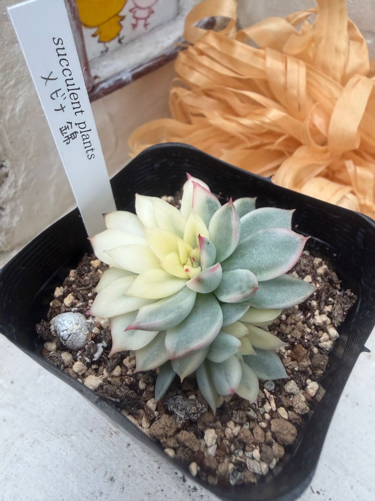 多肉植物?メビナ錦?抜き苗 - メルカリ