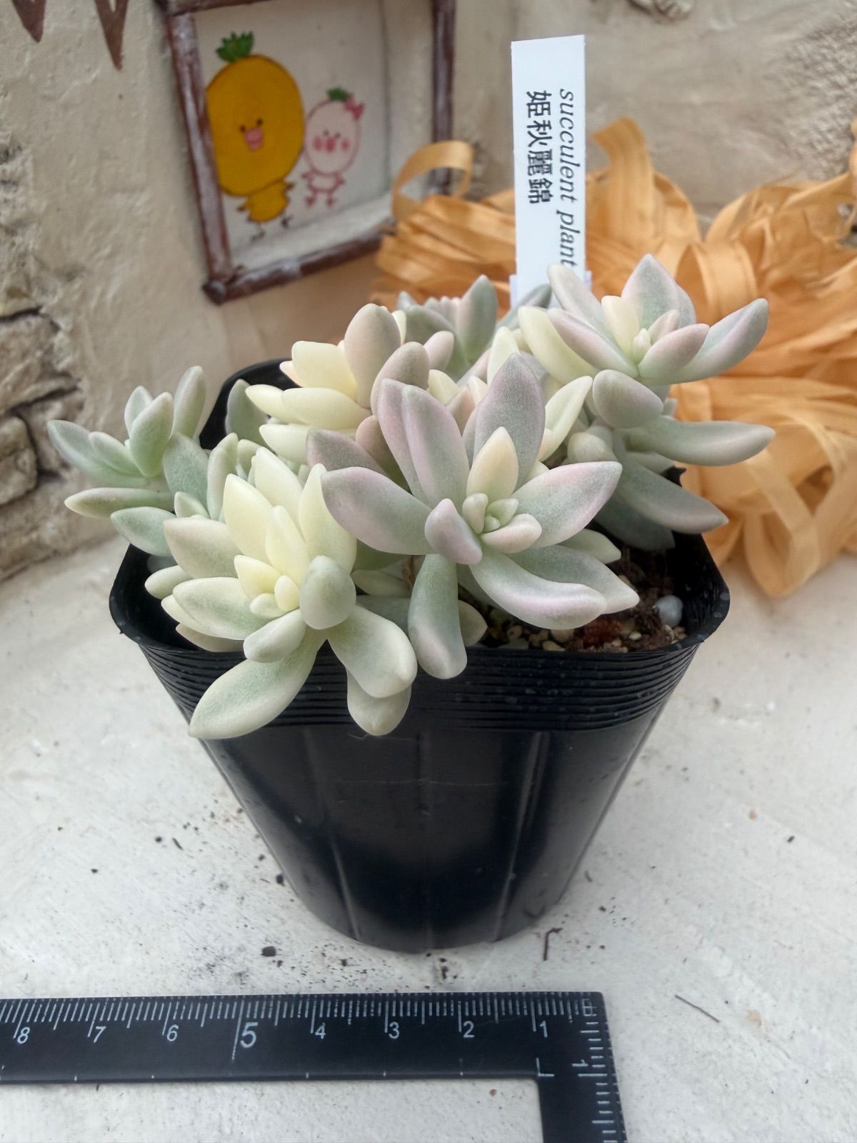 多肉植物🩷姫秋麗錦💛ポット発送 - メルカリ