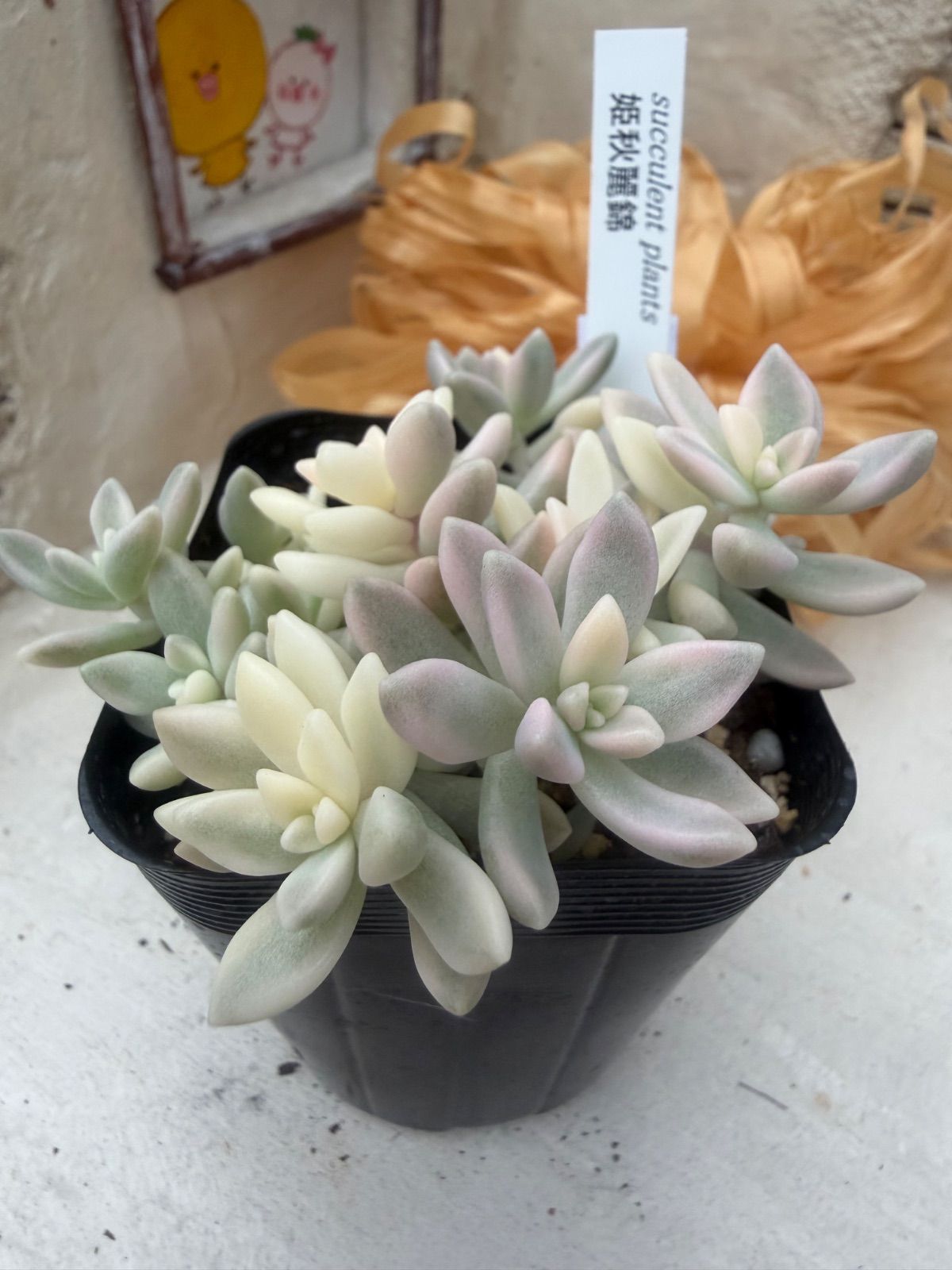 多肉植物🩷姫秋麗錦💛ポット発送 - メルカリ