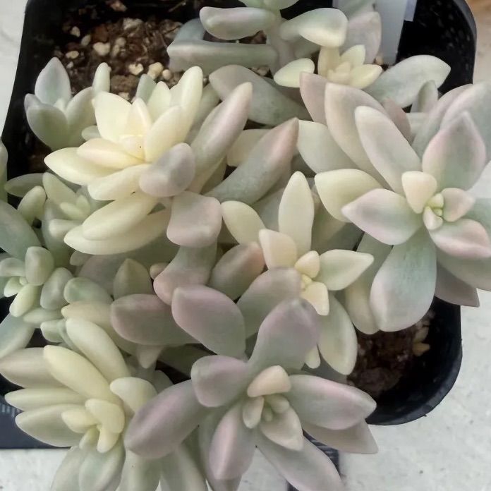 多肉植物🩷姫秋麗錦💛ポット発送 - メルカリ