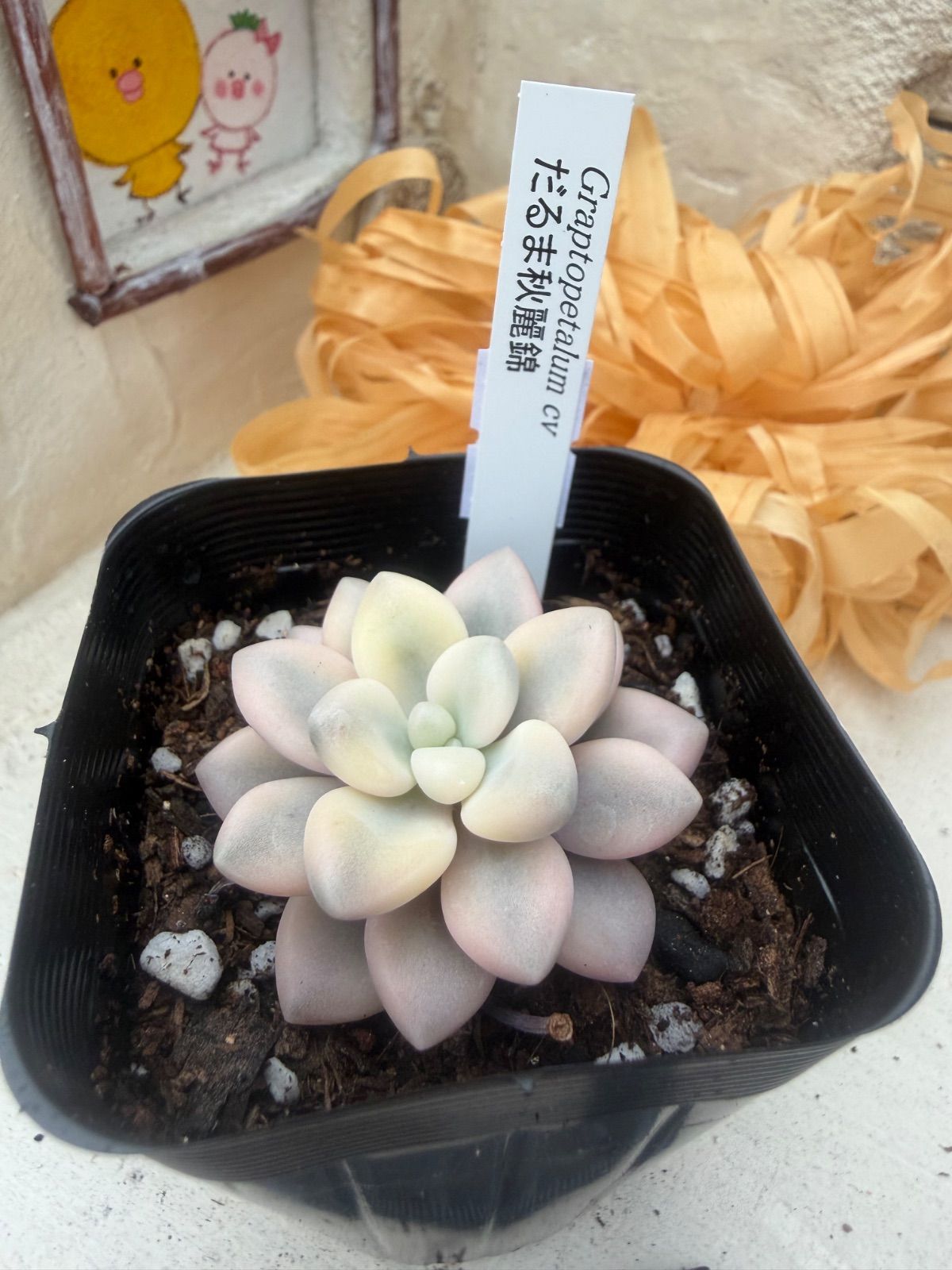 多肉植物🩷だるま秋麗錦🧡抜き苗 - メルカリ