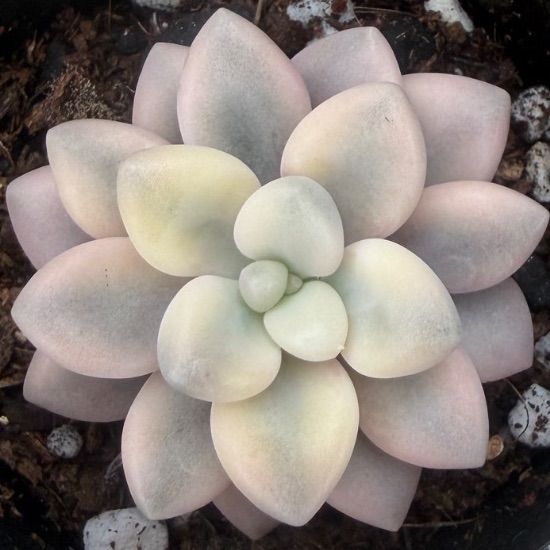 多肉植物🩷だるま秋麗錦🧡抜き苗 - メルカリ
