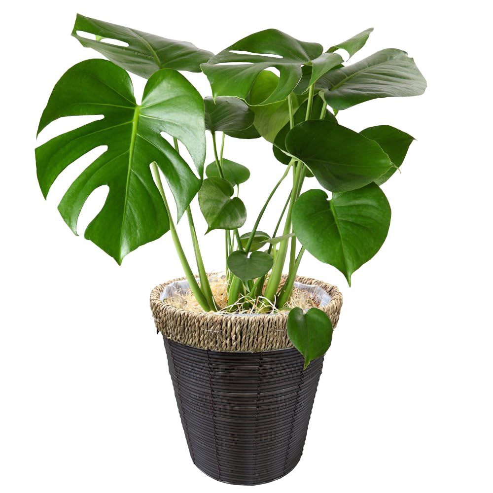 花のギフト社 モンステラ 鉢植え もんすてら 観葉 植物 6号 観葉植物 室内用 本物 おしゃれJu
