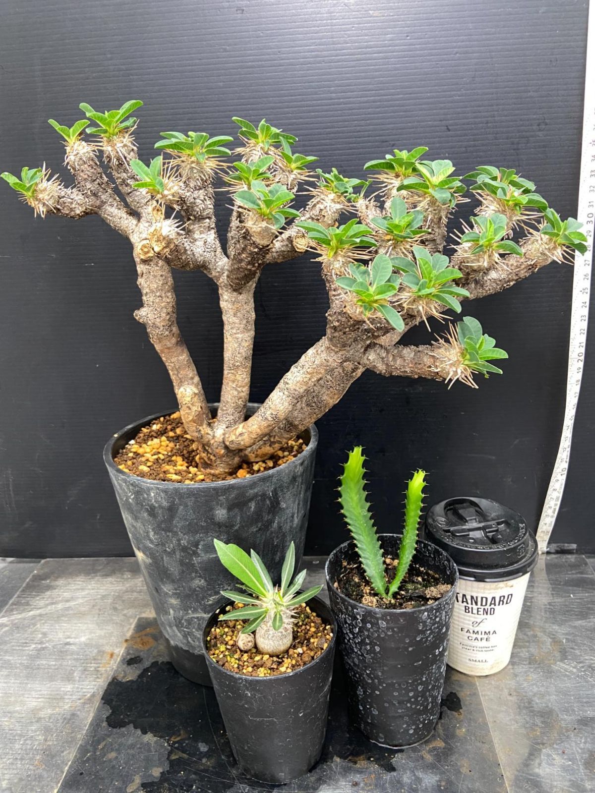 H118 「イベント品」E.ギラウミニアナ大・E.ステラータ実生・P.ホロンベンセ実生　鉢植え3株セット【発根未確認・多肉植物・塊根植物】 7,600円