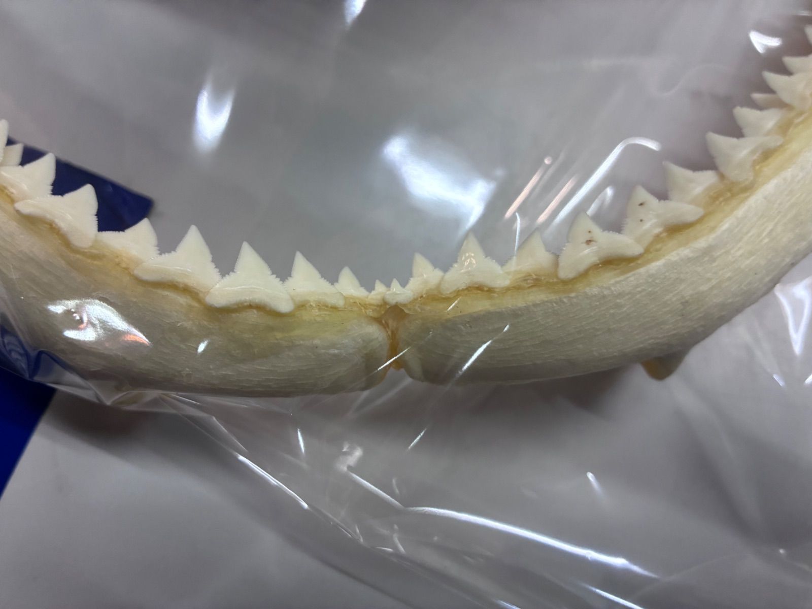 サメ 鮫 顎 歯 骨格標本 標本 インテリア 剥製 - メルカリ