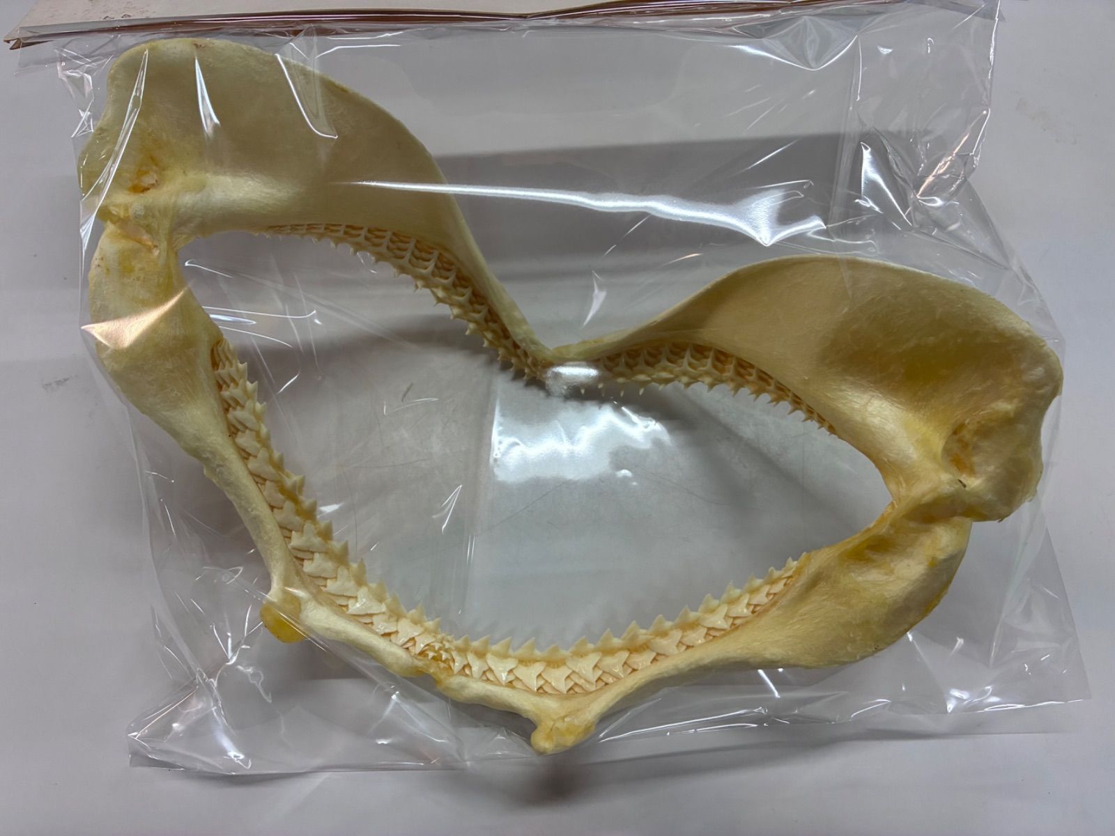 サメ 鮫 顎 歯 骨格標本 標本 インテリア 剥製 - メルカリ