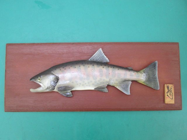 魚 剥製 あまご・やまめ？ イワモト工房 静岡県(0625BI)7AT-1S