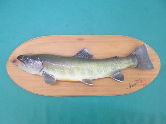 魚 剥製 いわな？ イワモト工房 静岡県(0625CI)7AT-1S - メルカリ