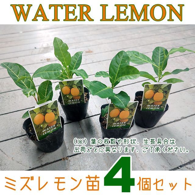 【送料込】ミズレモン苗４個セット┃パッションフルーツ（トケイソウ）のようにグリーンカーテンとしてもオススメ！