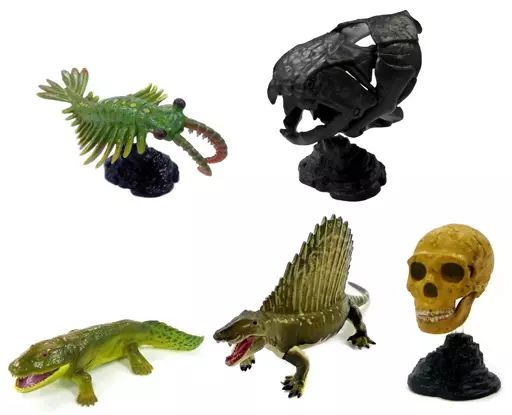 【中古】トレーディングフィギュア 全5種セット 「生命進化立体図鑑」 特別展 生命大躍進 会場限定